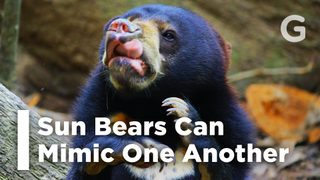 Surprise! Sun Bears, Like Dogs and Humans, Mimic Each Other's Faces<em></em><em></em>